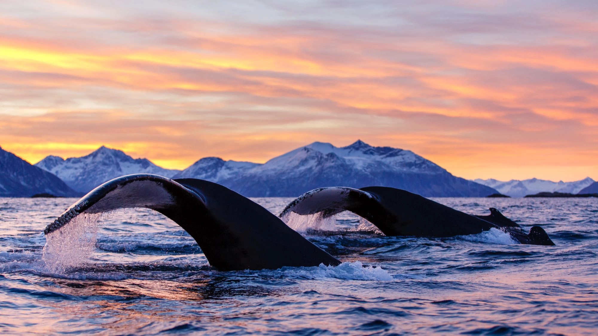 Lofoten Islands Whale Expedition