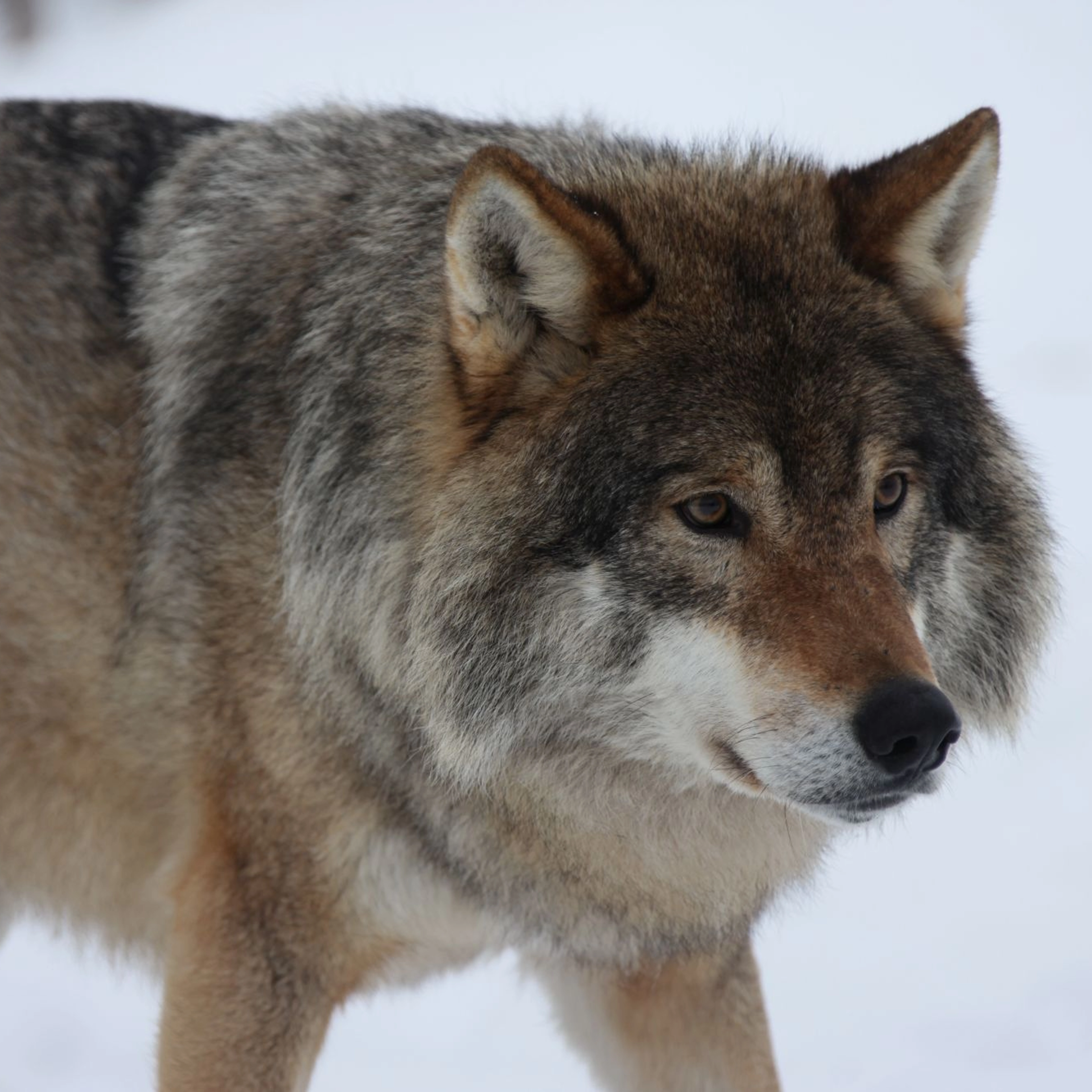 Wolf   - wild life safari, Norway