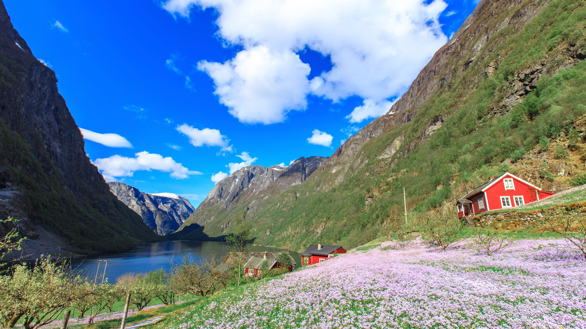 Gudvangen Spring Views - Nærøyfjord with Traditional Houses and Spring Blossoms Traditional red Norwegian houses overlook the UNESCO World Heritage Nærøyfjord surrounded by pink spring flowers and dramatic snow-capped mountains in Gudvangen, Western Norway
