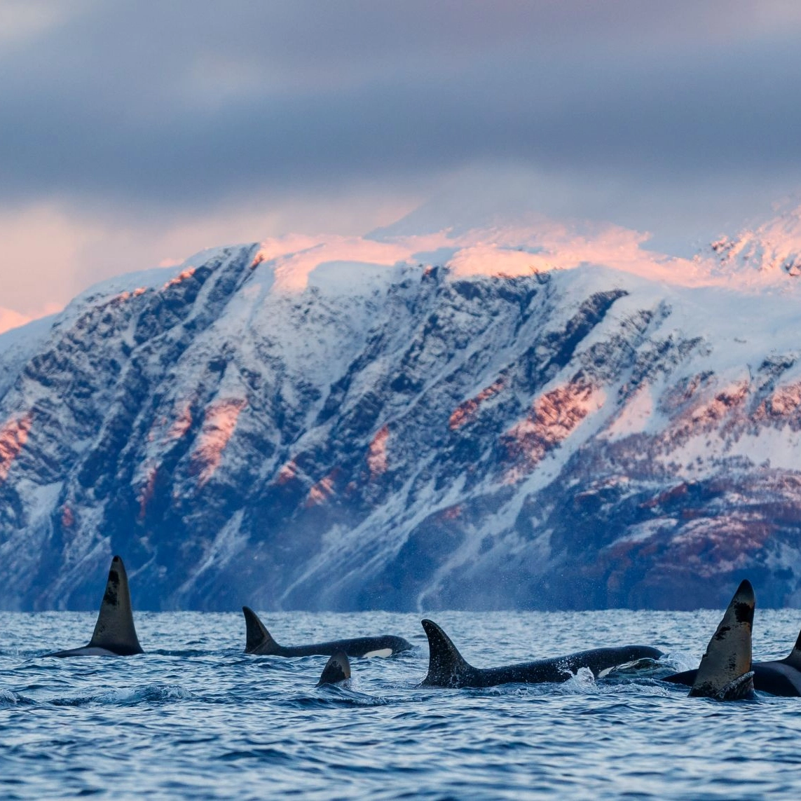 Whale-spotting in Norway