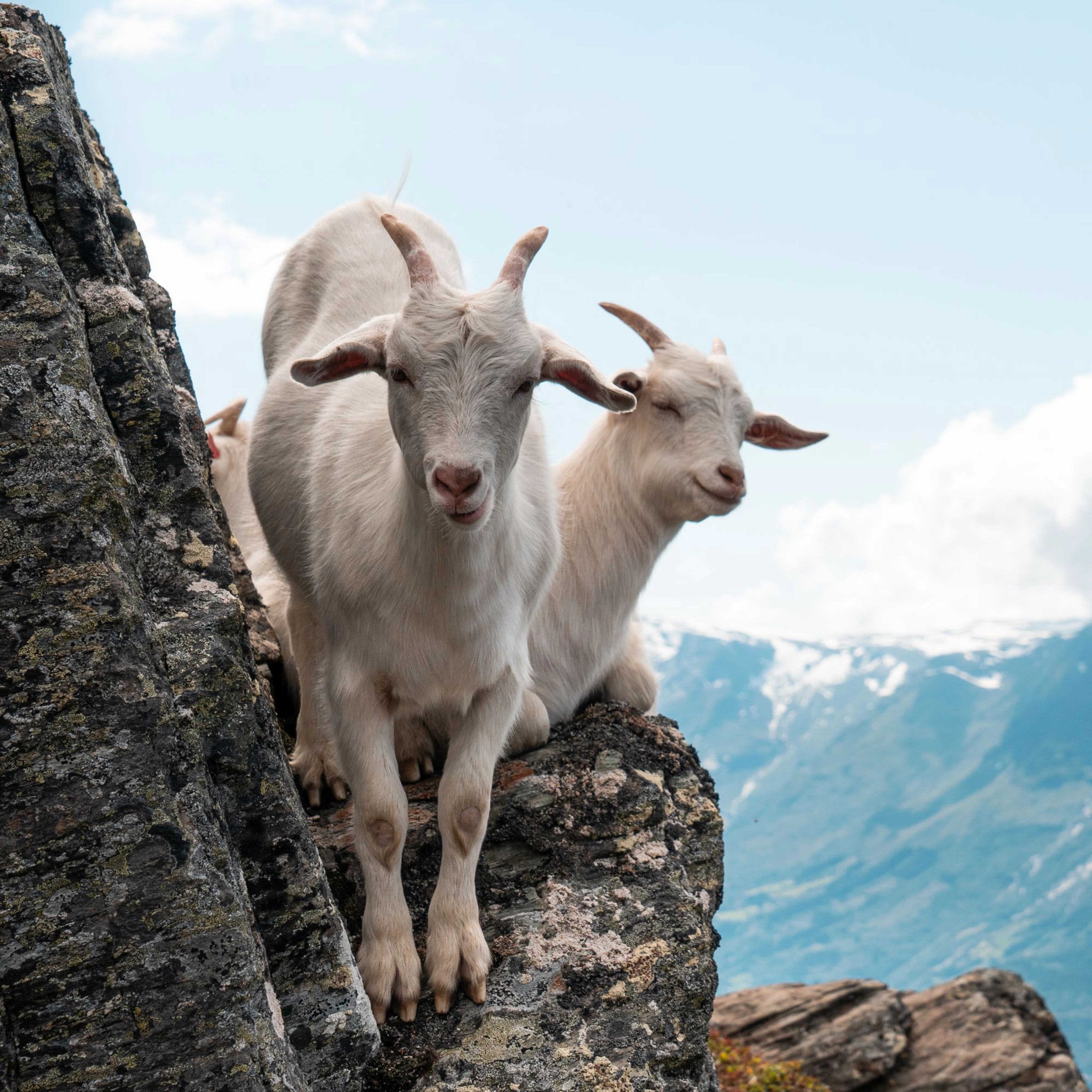 Goats on Dronningstien in Hardanger - Guided hike, Kinsarvik - Lofthus, Norway