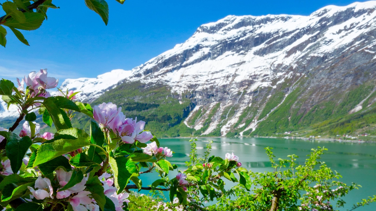 Spring in Lofthus - Hardangerfjord Blossoms and Snow-Capped Mountains Pink apple blossoms frame the turquoise waters of Hardangerfjord with snow-capped mountains in the background during spring in Lofthus, Norway