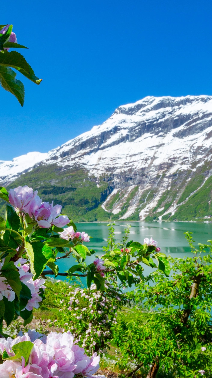 Spring in Lofthus - Hardangerfjord Blossoms and Snow-Capped Mountains Pink apple blossoms frame the turquoise waters of Hardangerfjord with snow-capped mountains in the background during spring in Lofthus, Norway