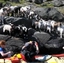 Things to do in Flåm - 3 hour Kayak tour, goats along the Aurlandsfjord - Flåm, Norway