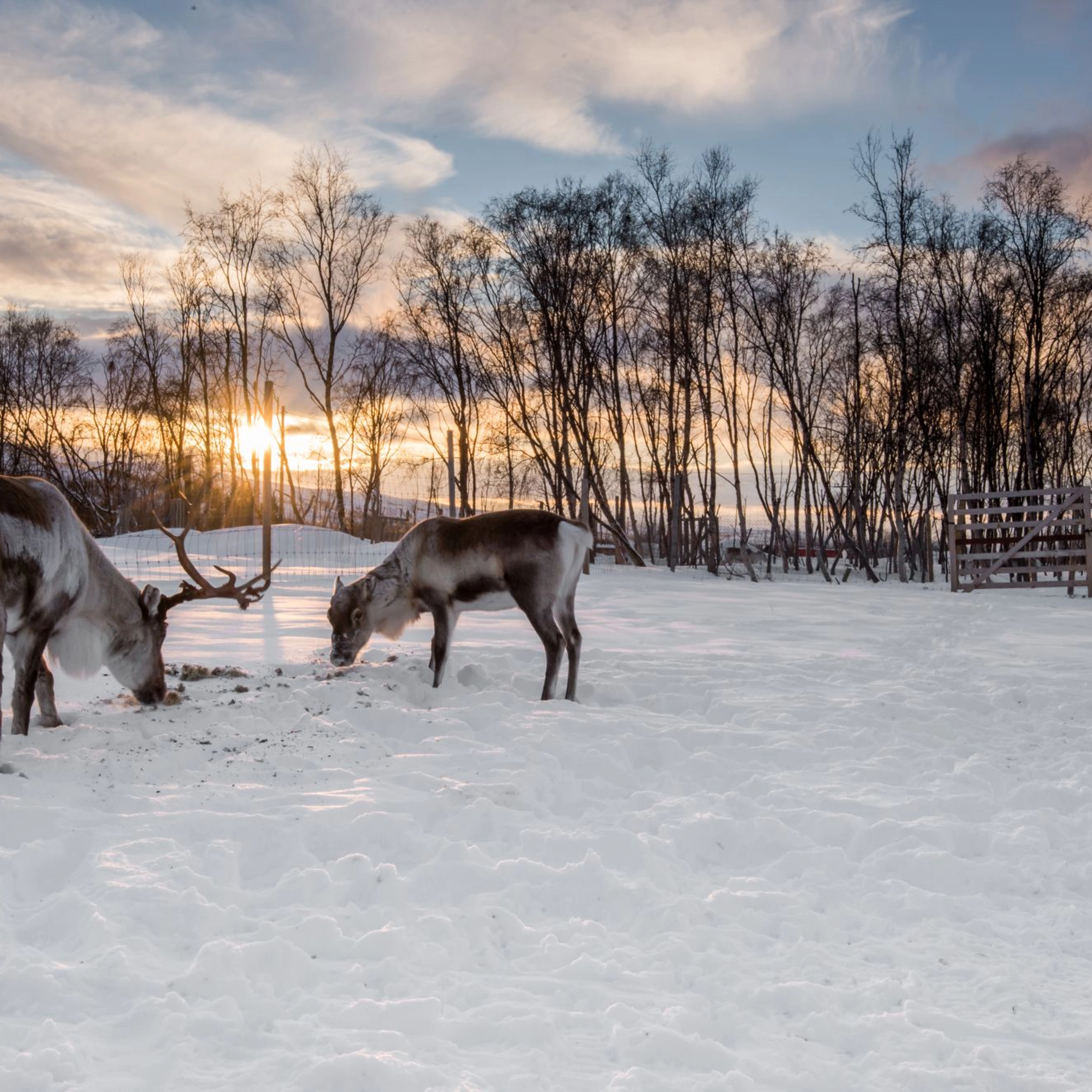 Reindeer in the arctic, Norway