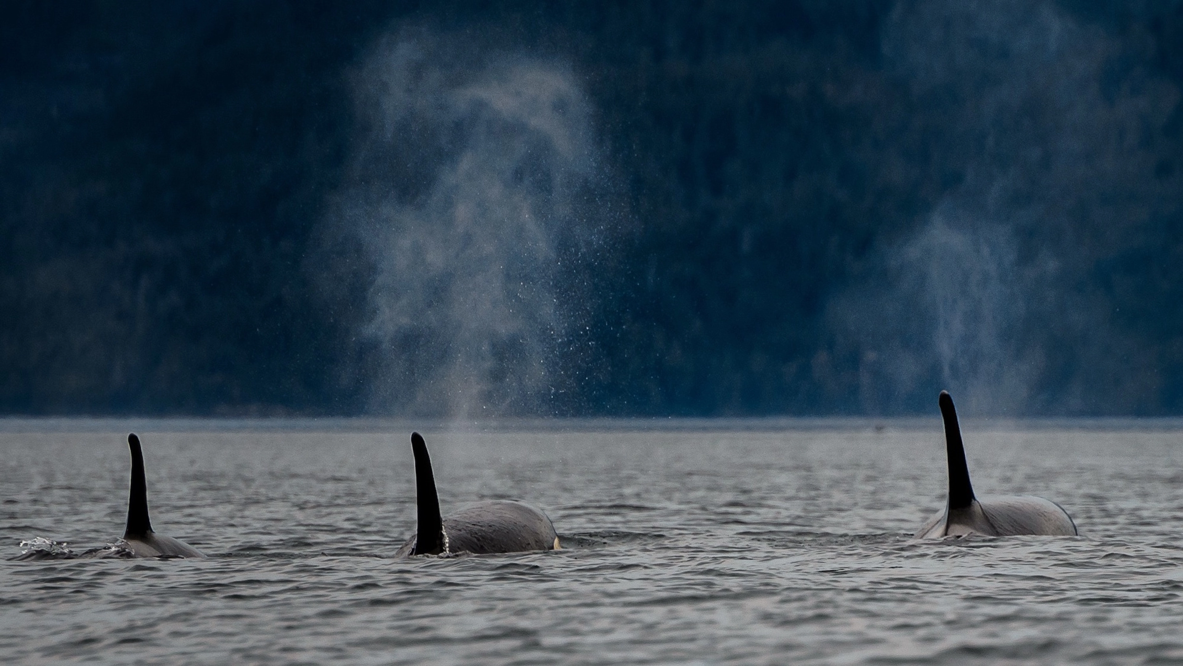 Activities in Tromsø - Whale safari in Tromsø, killer whales