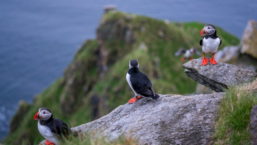 The Charming Puffins of Runde Island Colorful Atlantic puffins nesting on the cliffs of Runde Island near Ålesund, Norway