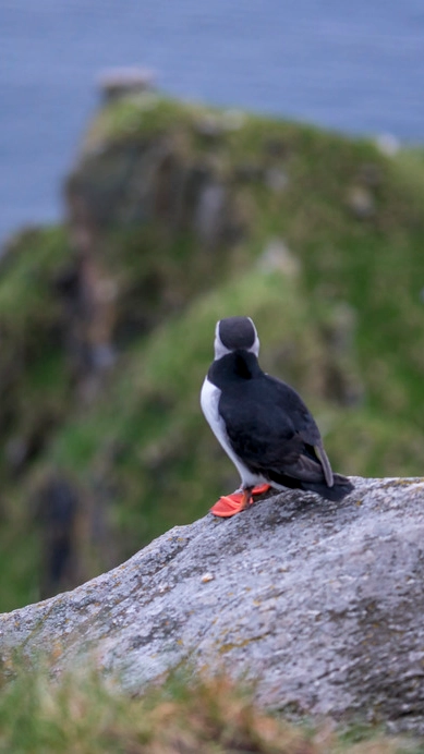 De sjarmerende lundefuglene på Runde Fargerike lundefugler som hekker på klippene på Runde øy nær Ålesund, Norge