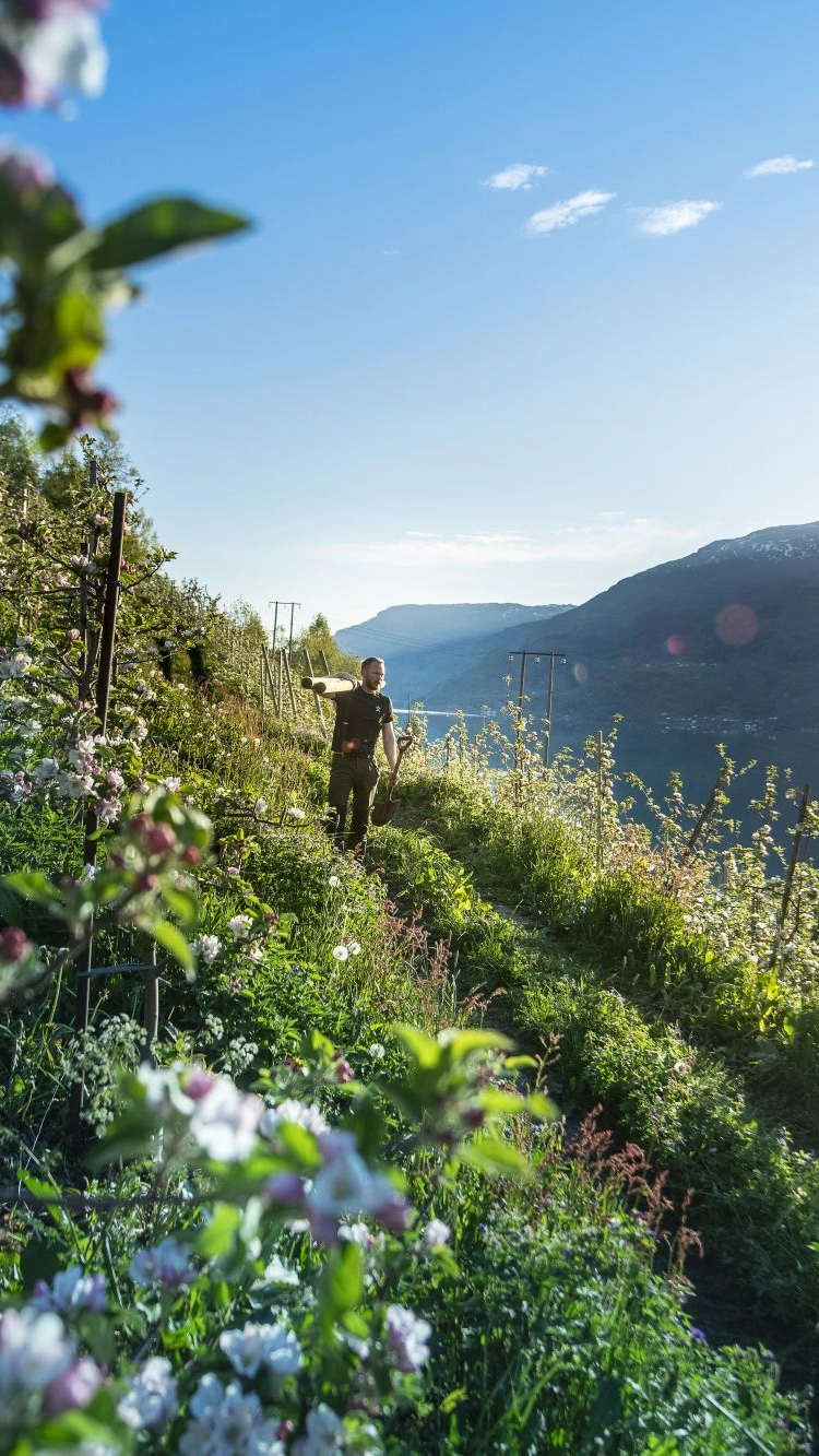 Alvavoll Fruitfarm and cider tasting