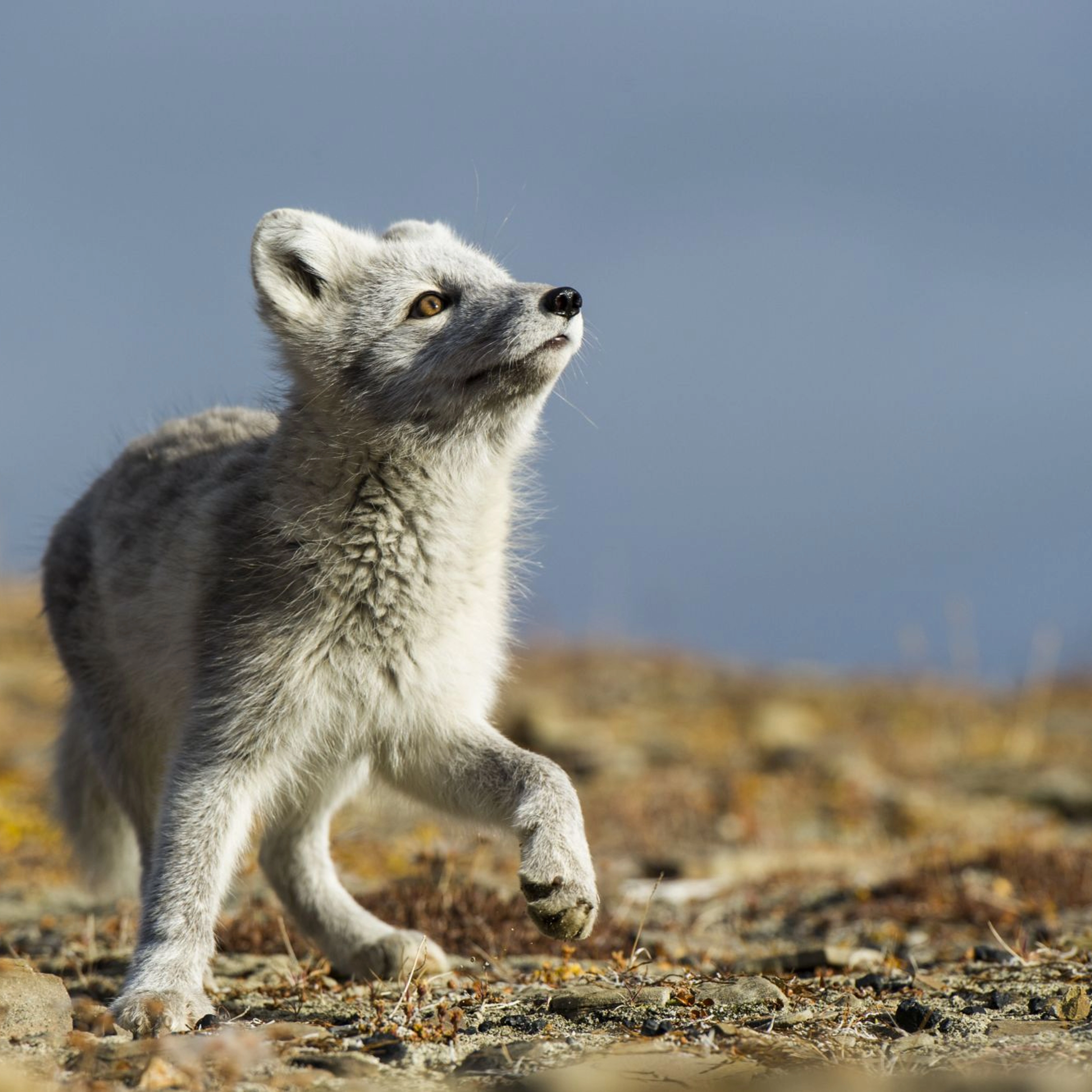 Polar fox in Svalbard - Norway