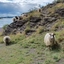 Things to do in Oslo - Island hopping in Oslo, sheeps - Oslo, Norway