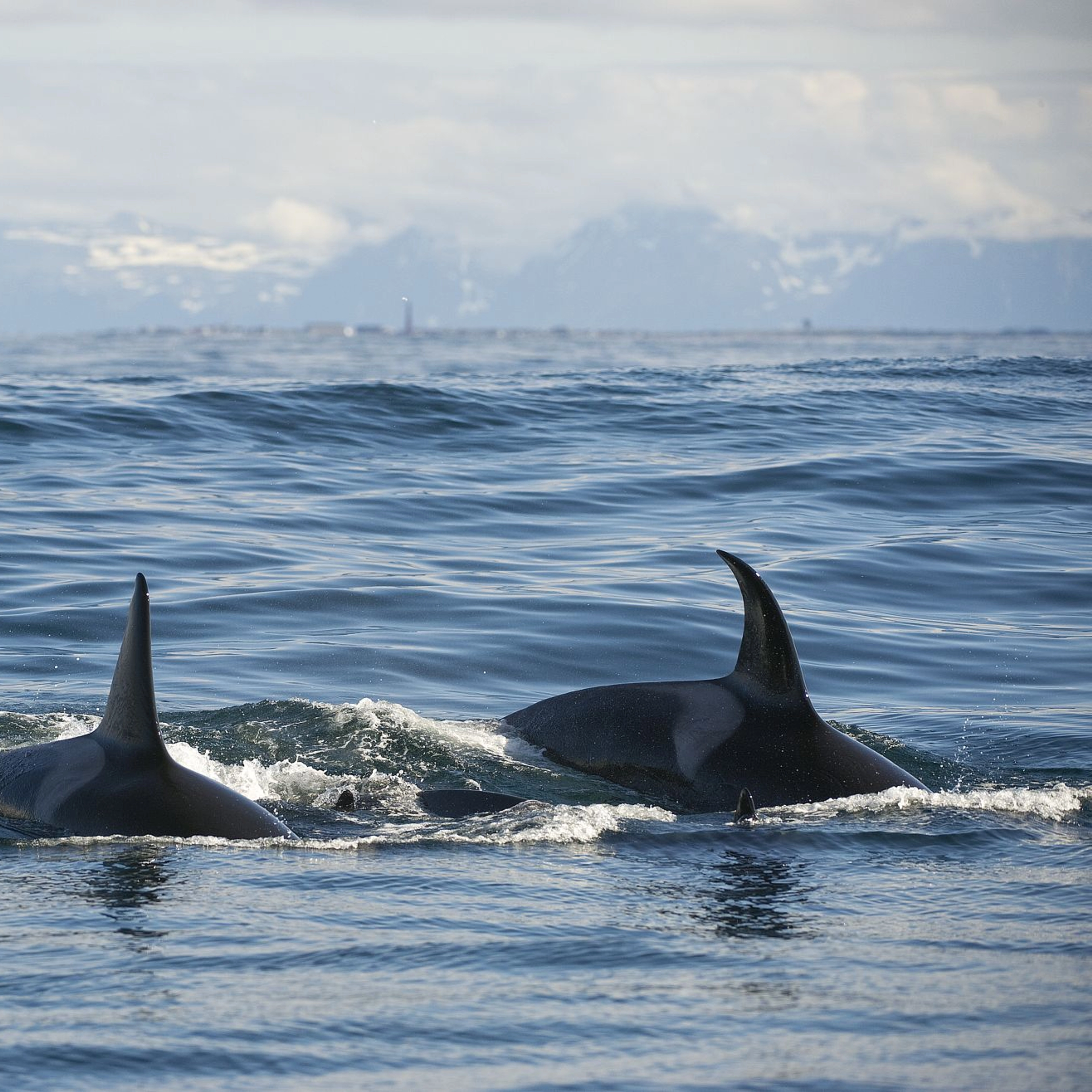 Whales in Northern Norway