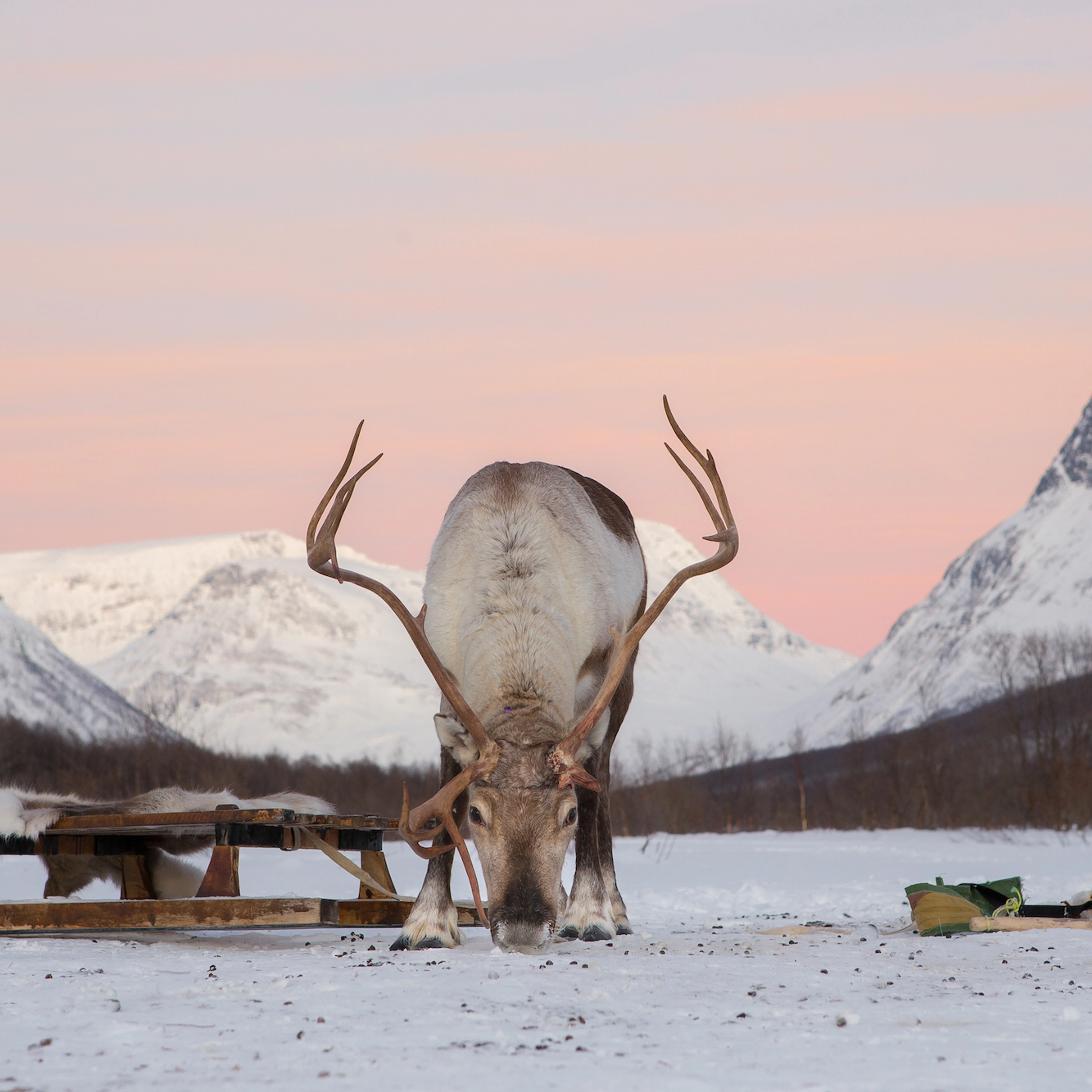 Reindeer In The Sunset - Tromsø, Norway