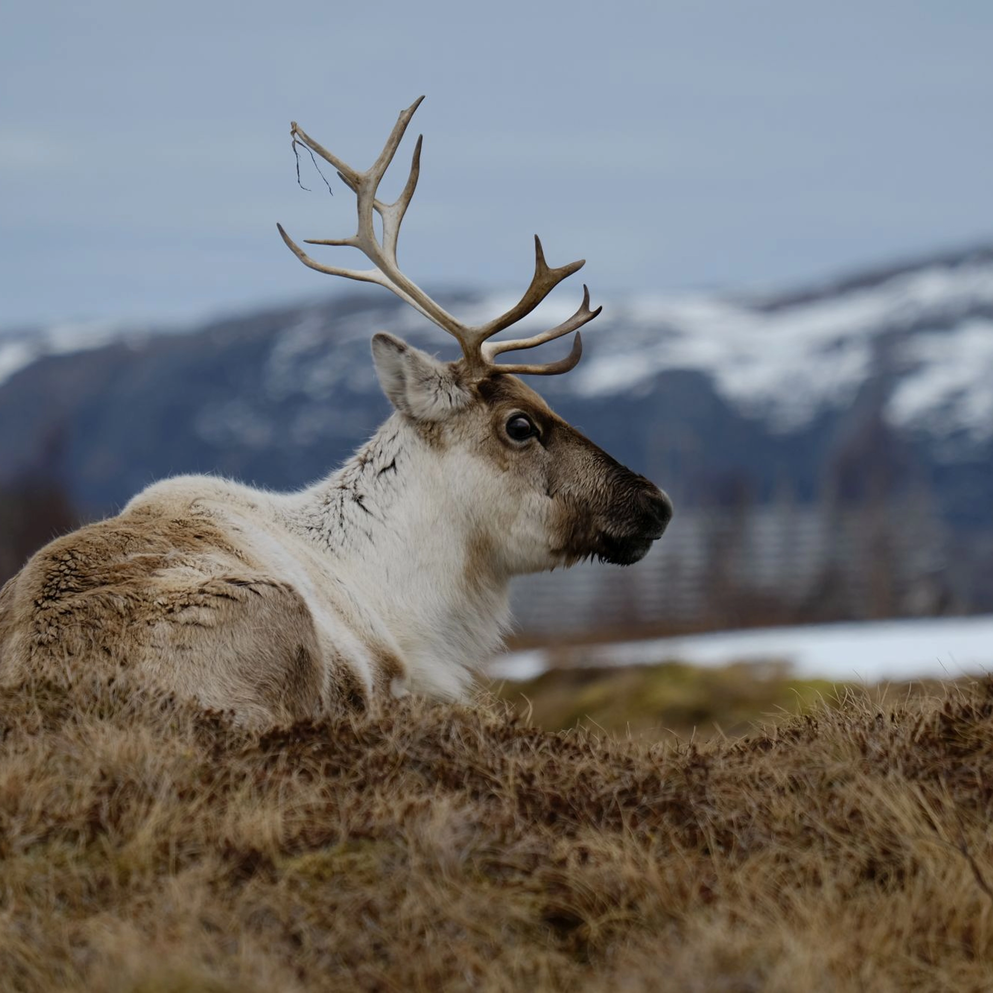 Reindeer, Coastal Safari  in Tromsø - Norway