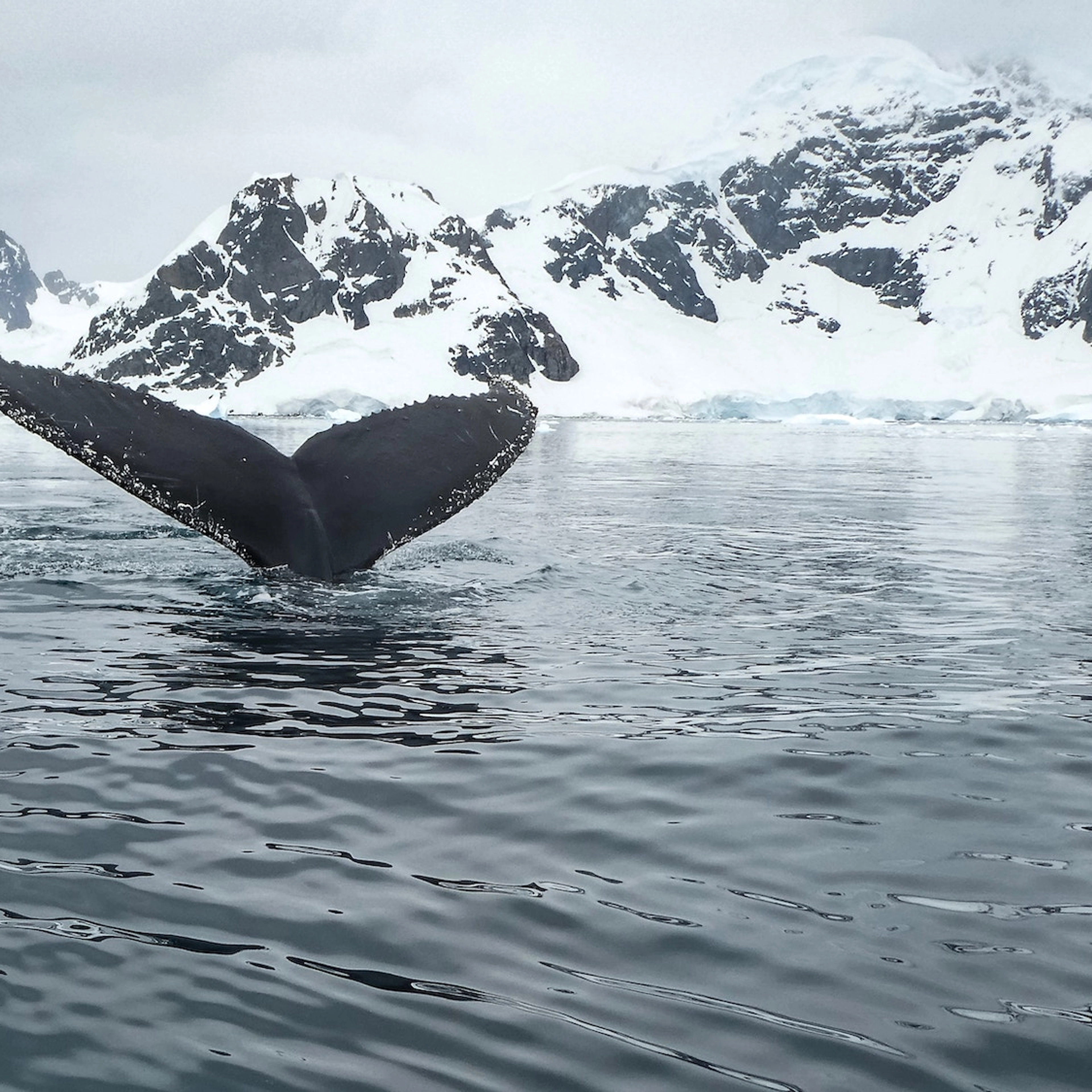 Wal in Winterlandschaft auf Walsafari in Tromsø – Aktivitäten in Tromsø