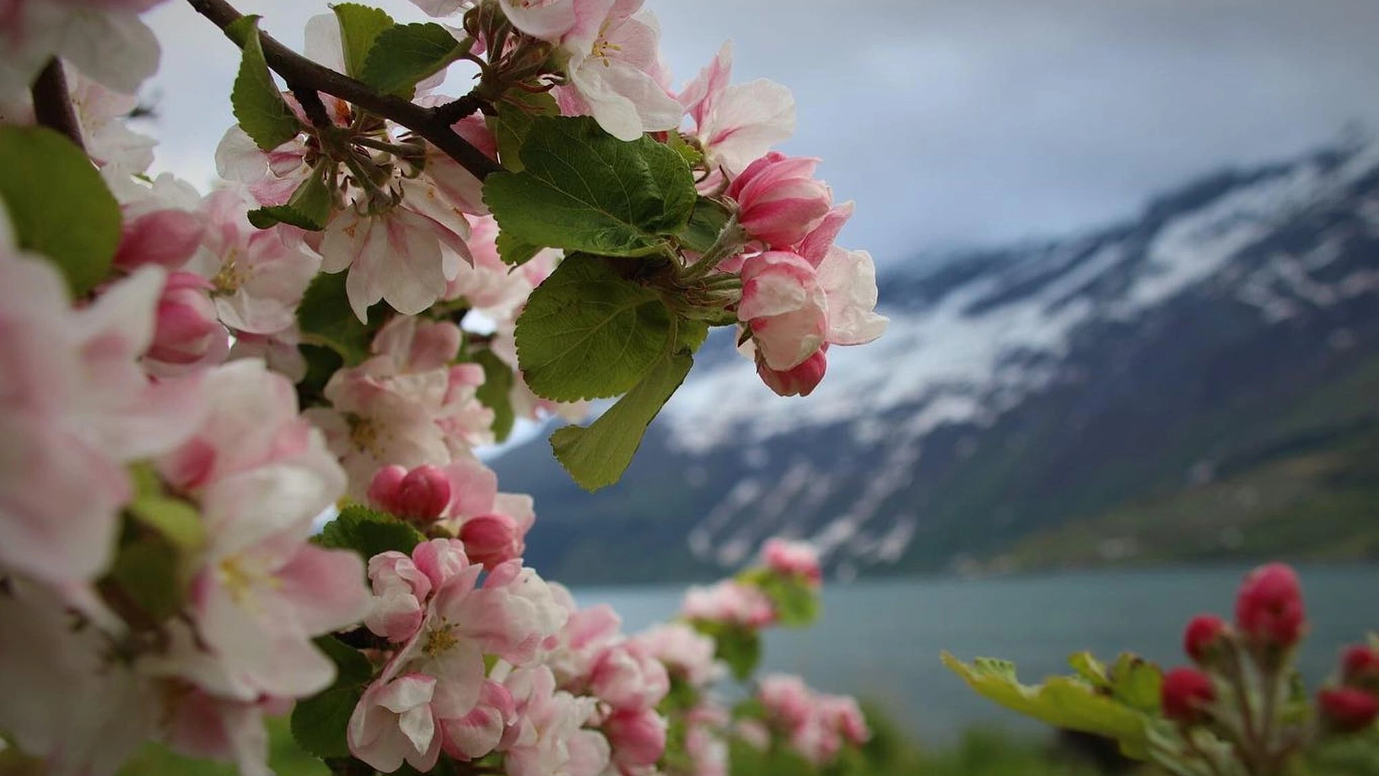 Experience fruit blossoming in Hardanger on the Hardangerfjord in a nutshell trip by Fjord Tours