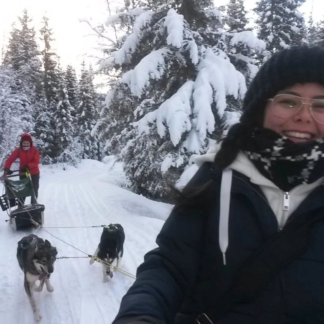 Fun dogsledding - Bodø, Norway