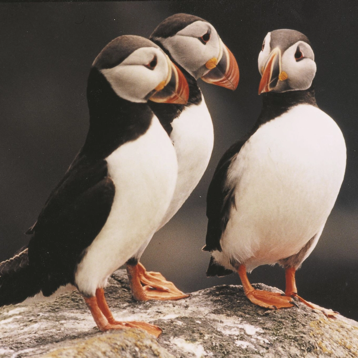 Puffin - Runde Bird Island - Norway
