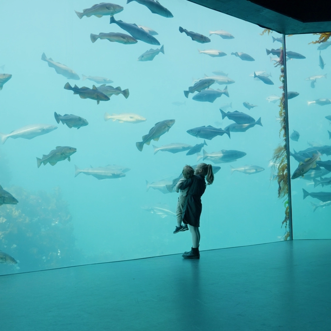 Indoor aquarium in Atlanterhavsparken Children watching fish swim in large tank at Atlanterhavsparken Ålesund