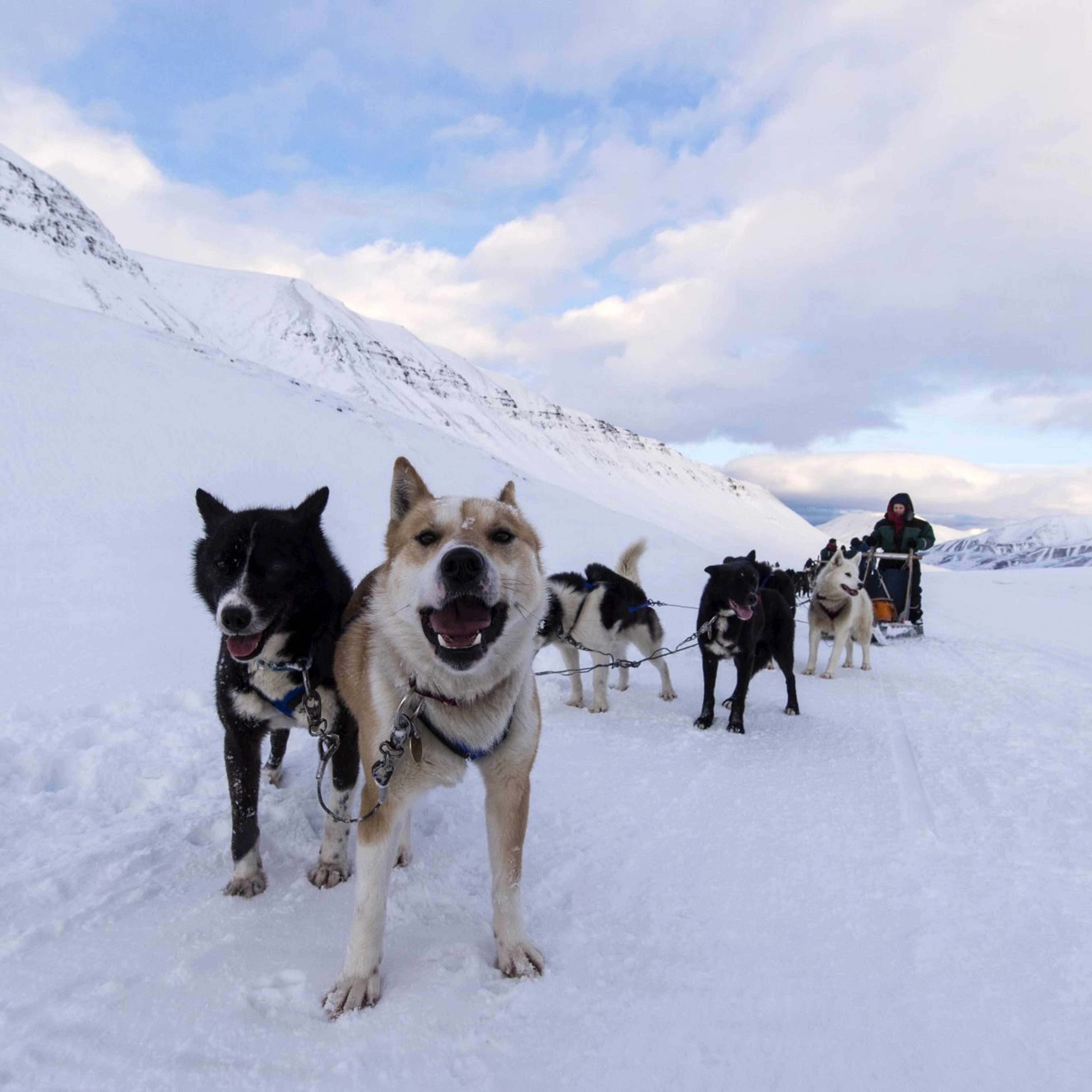 Dogsledding - Svalbard, Norway