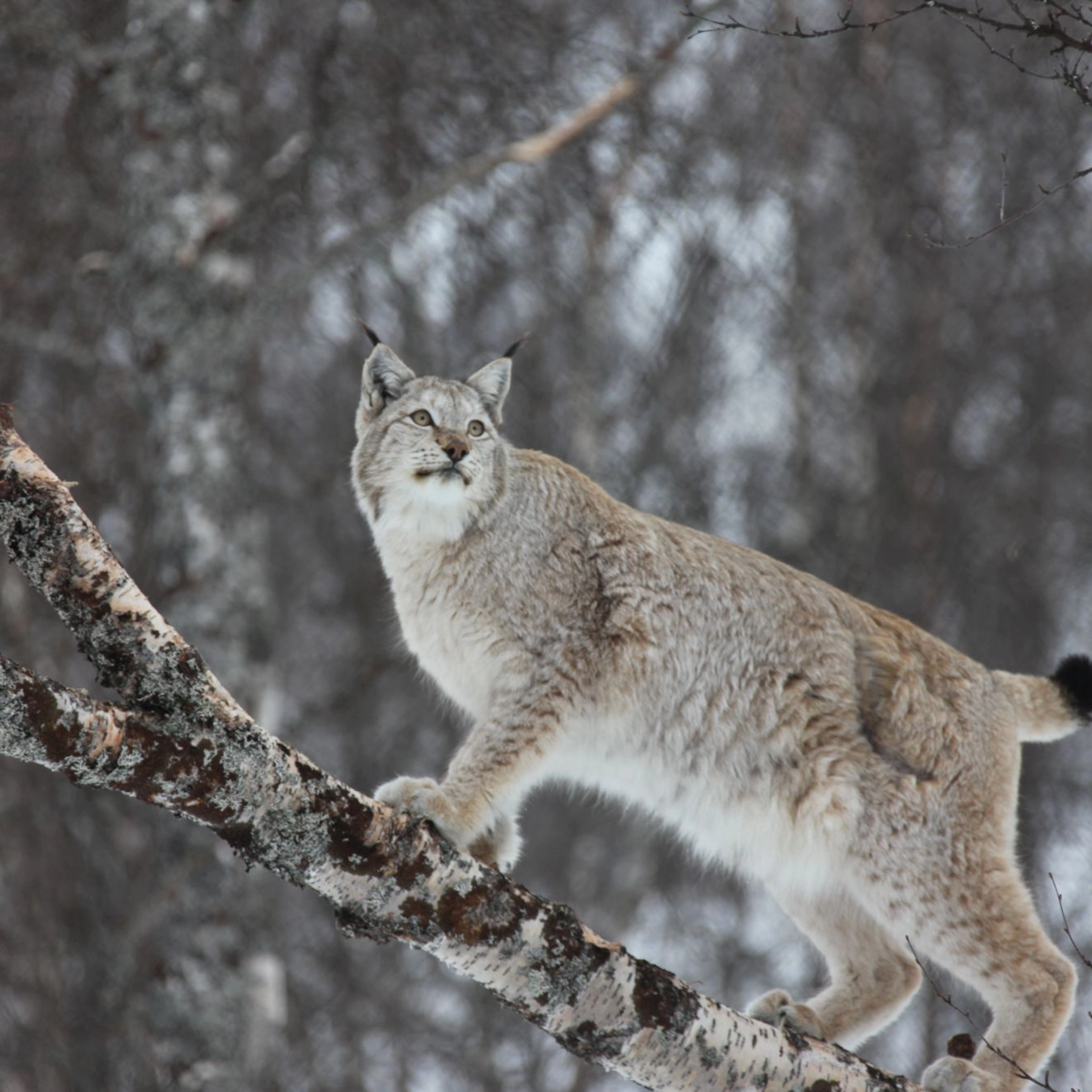 Lynx in the Polar Park - Bardu, Norway