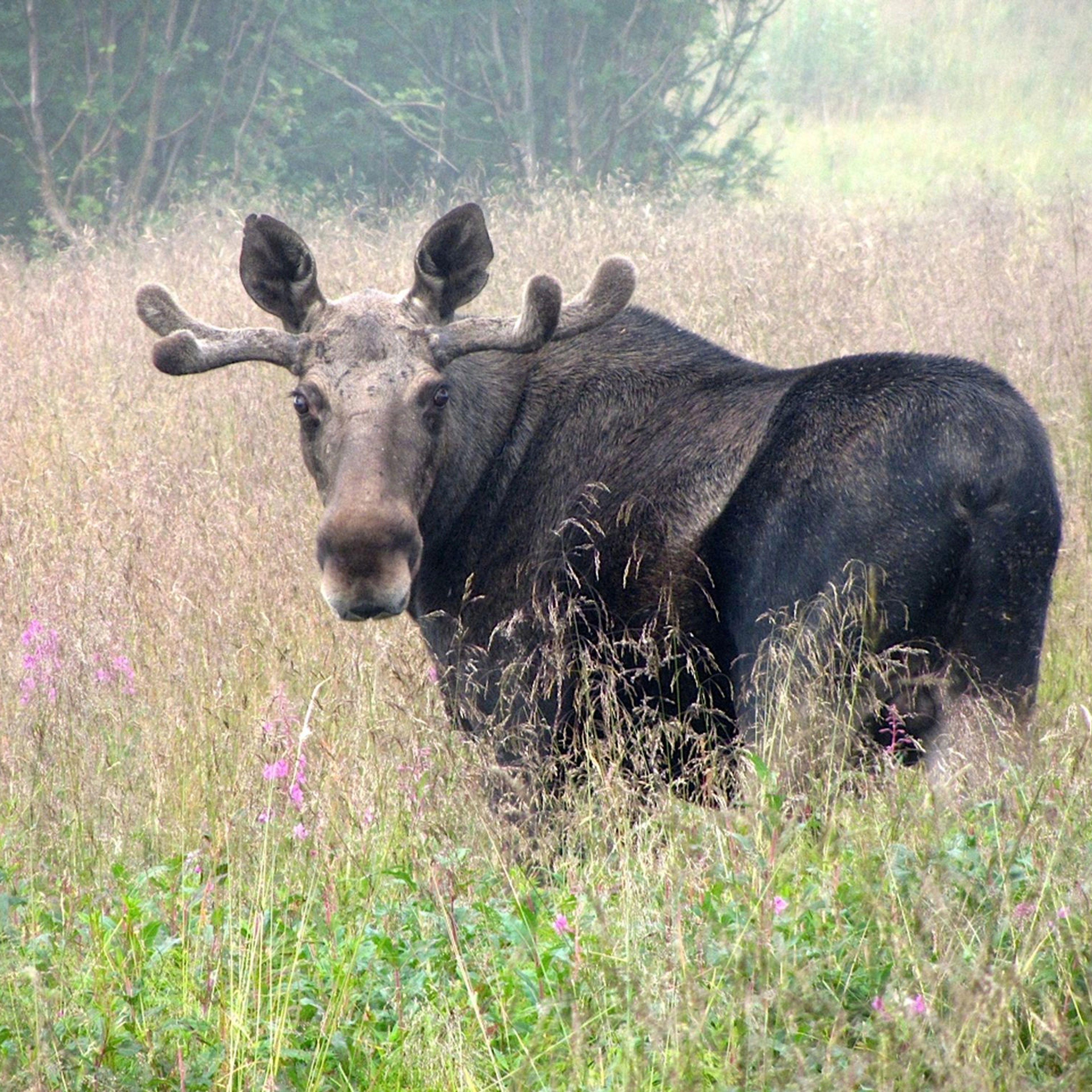 Moose - wild life safari, Norway