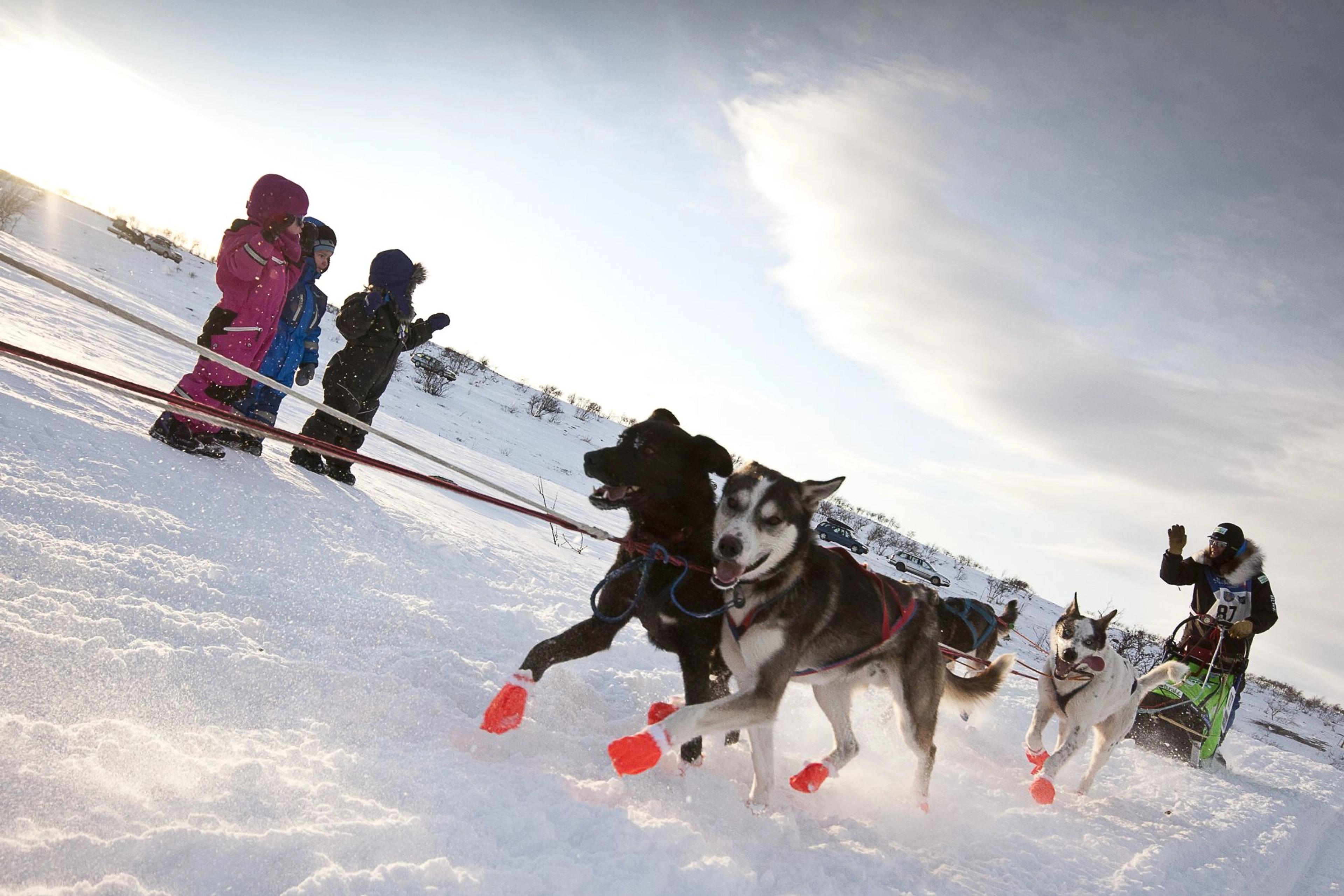 Finnmarksløpet - dog sledding in Norway
