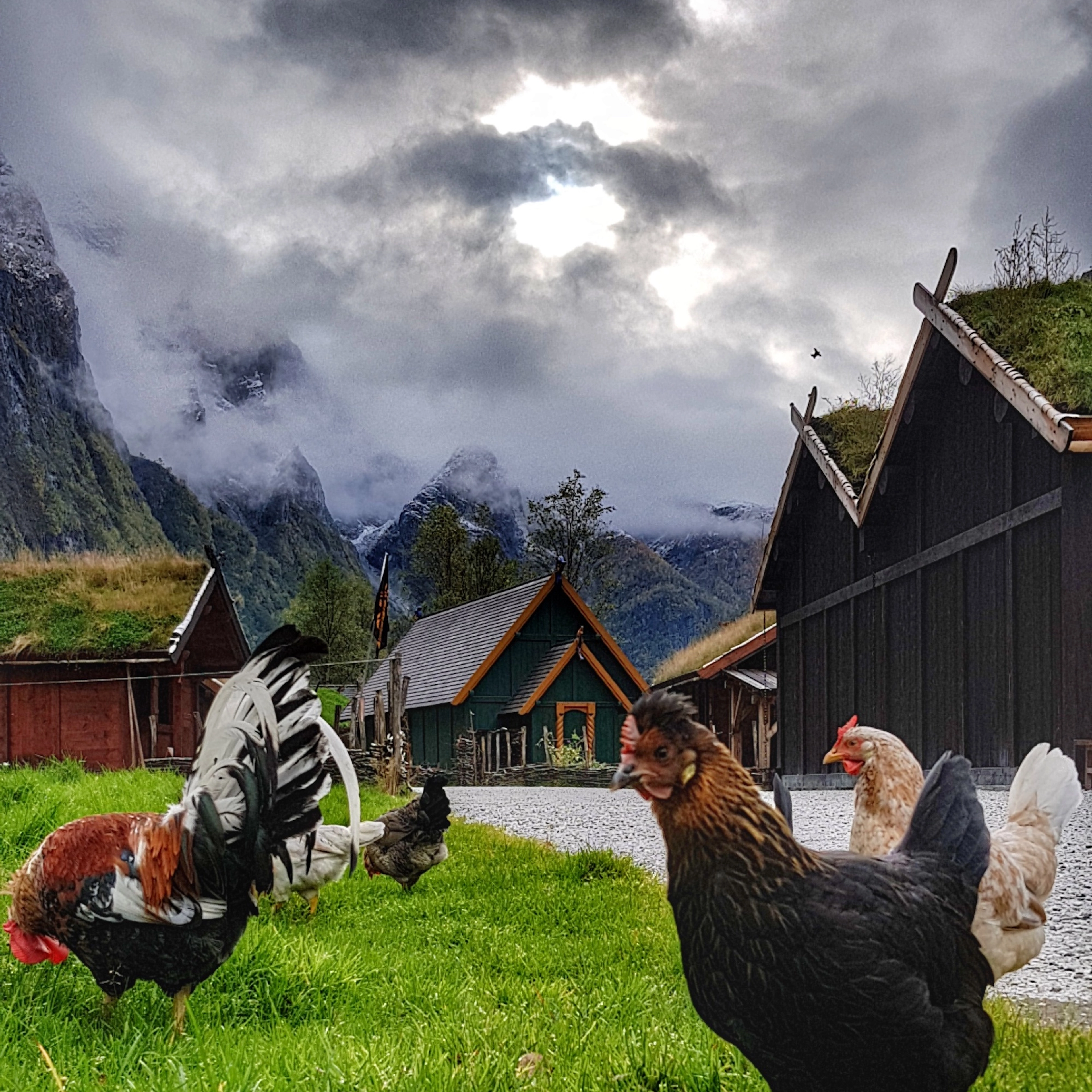 Hens on a Viking Farm - Medieval Viking feasts - Norway