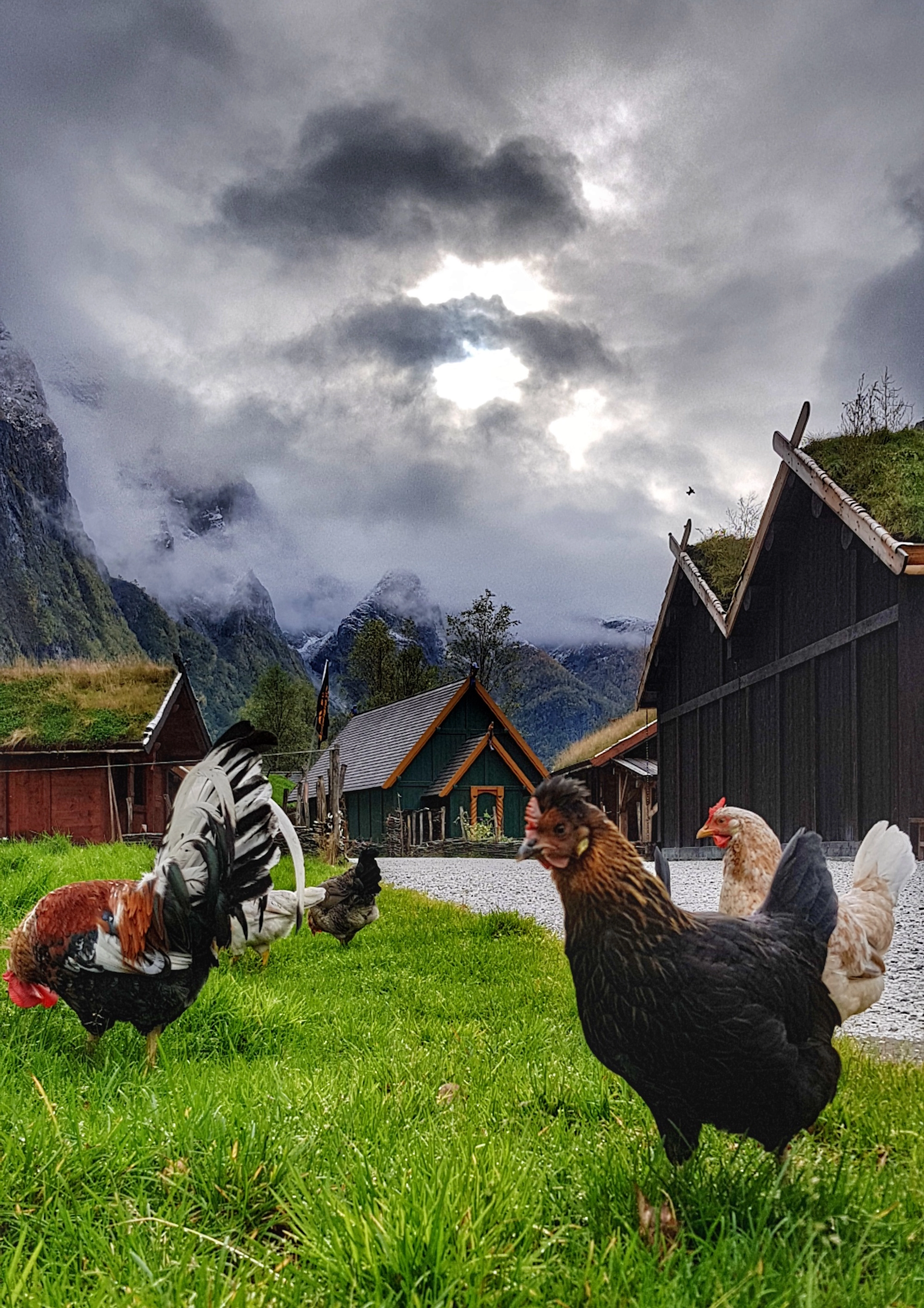 Chickens in the Viking Valley - Gudvangen, Norway