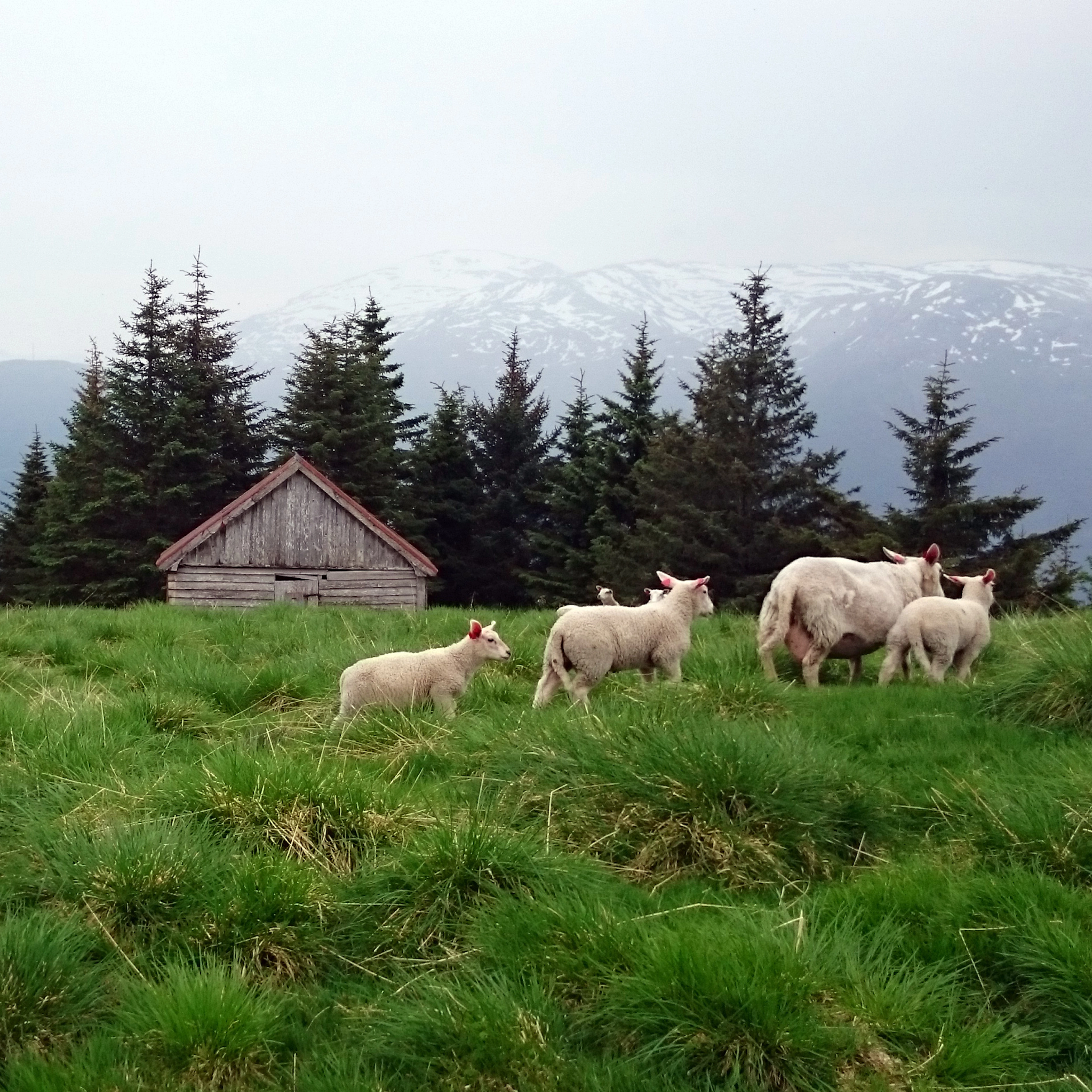 Schafe - Wanderung nach Sverrestigen von Voss - Voss, Norwegen