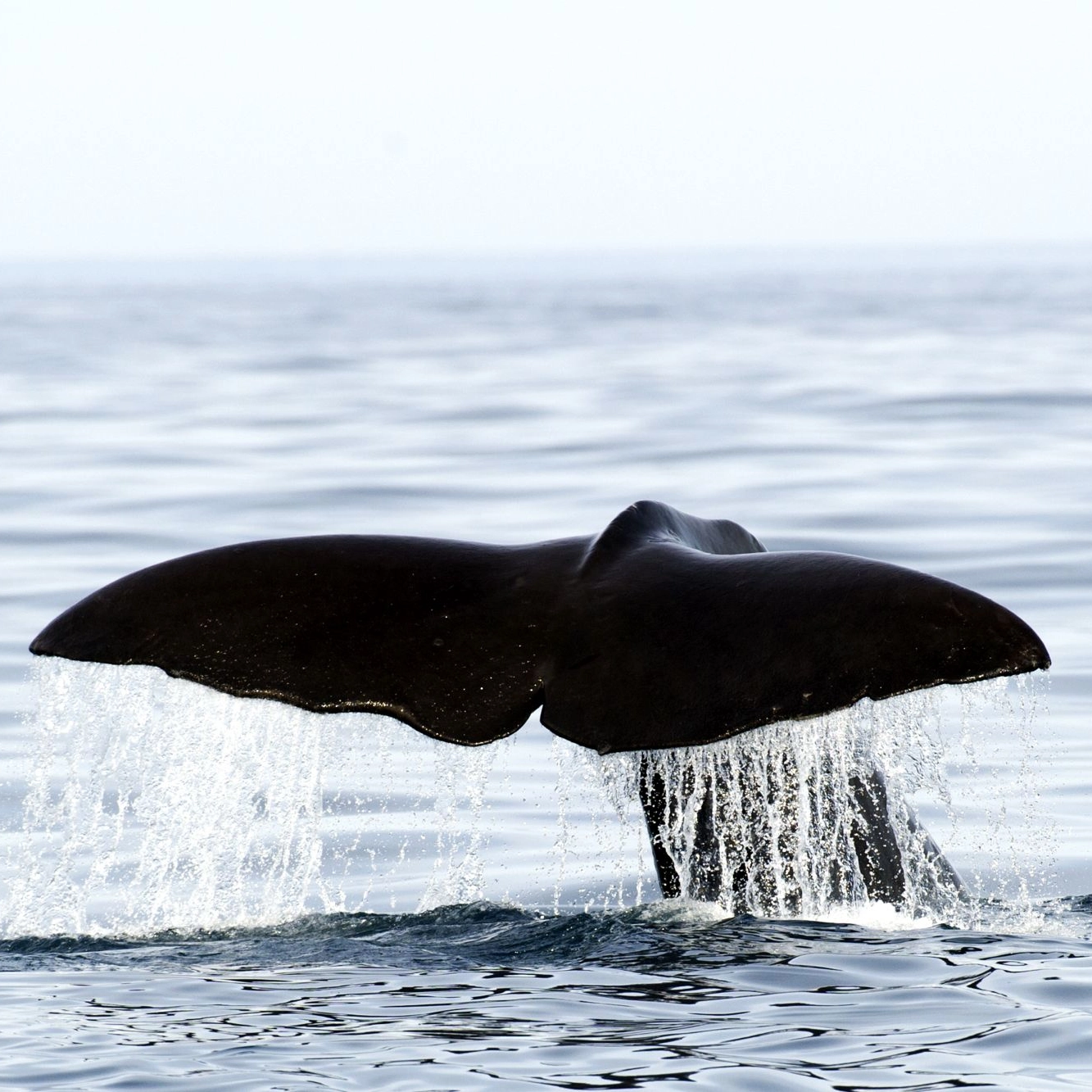 Whale - Wild life safari, Norway
