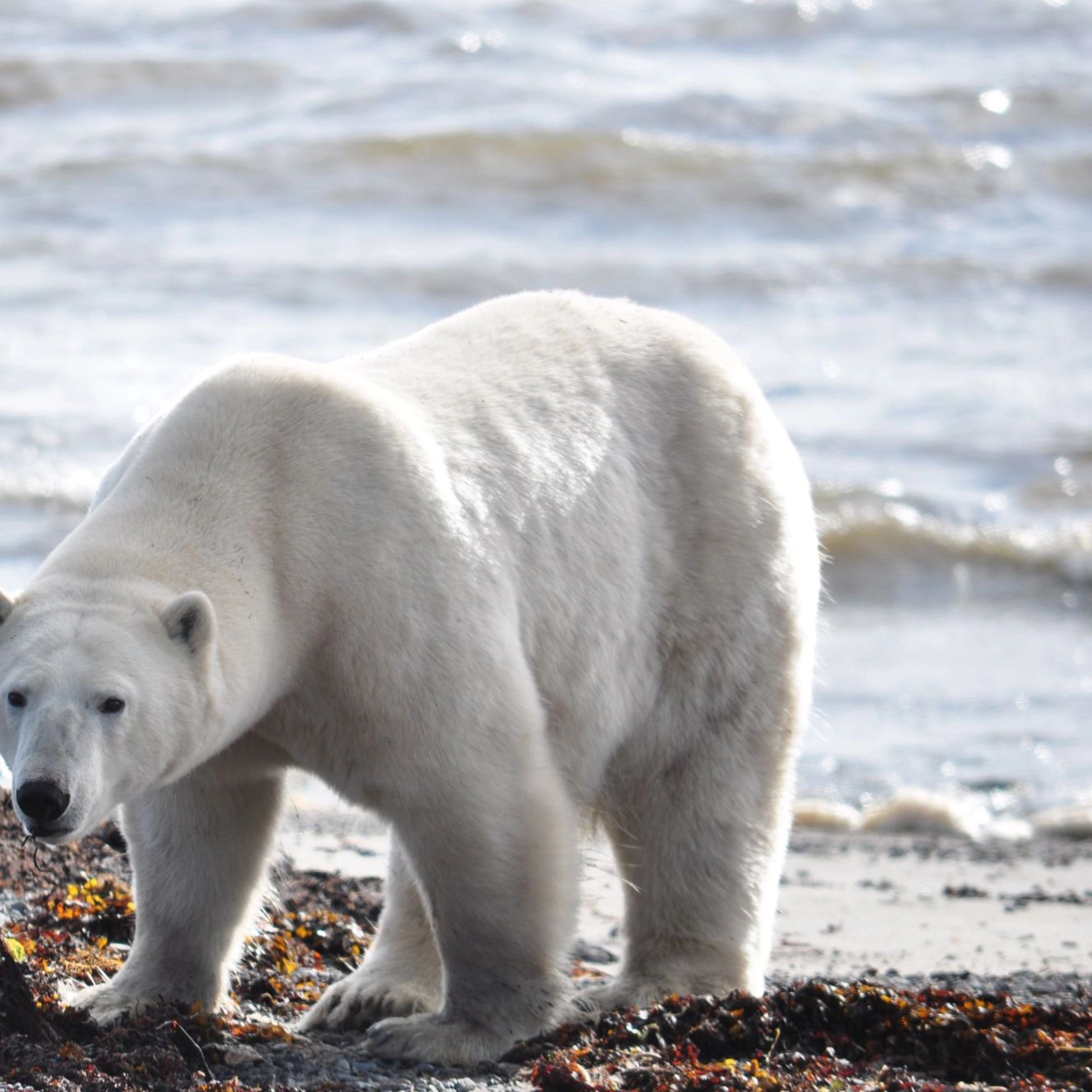 Polar bear by the sea   Arctic climate change