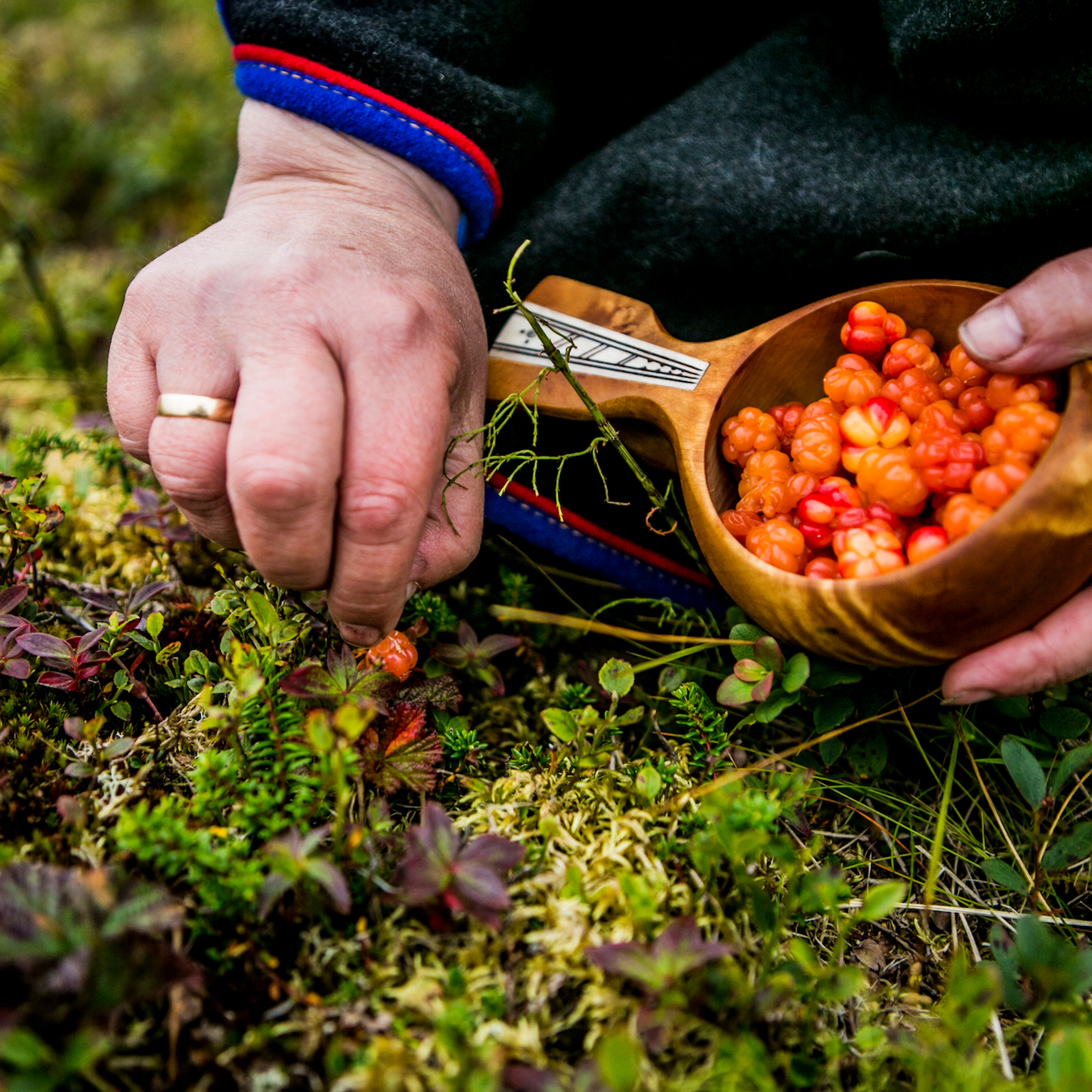 Cloudberries - Traditional Norwegian Arctic Food