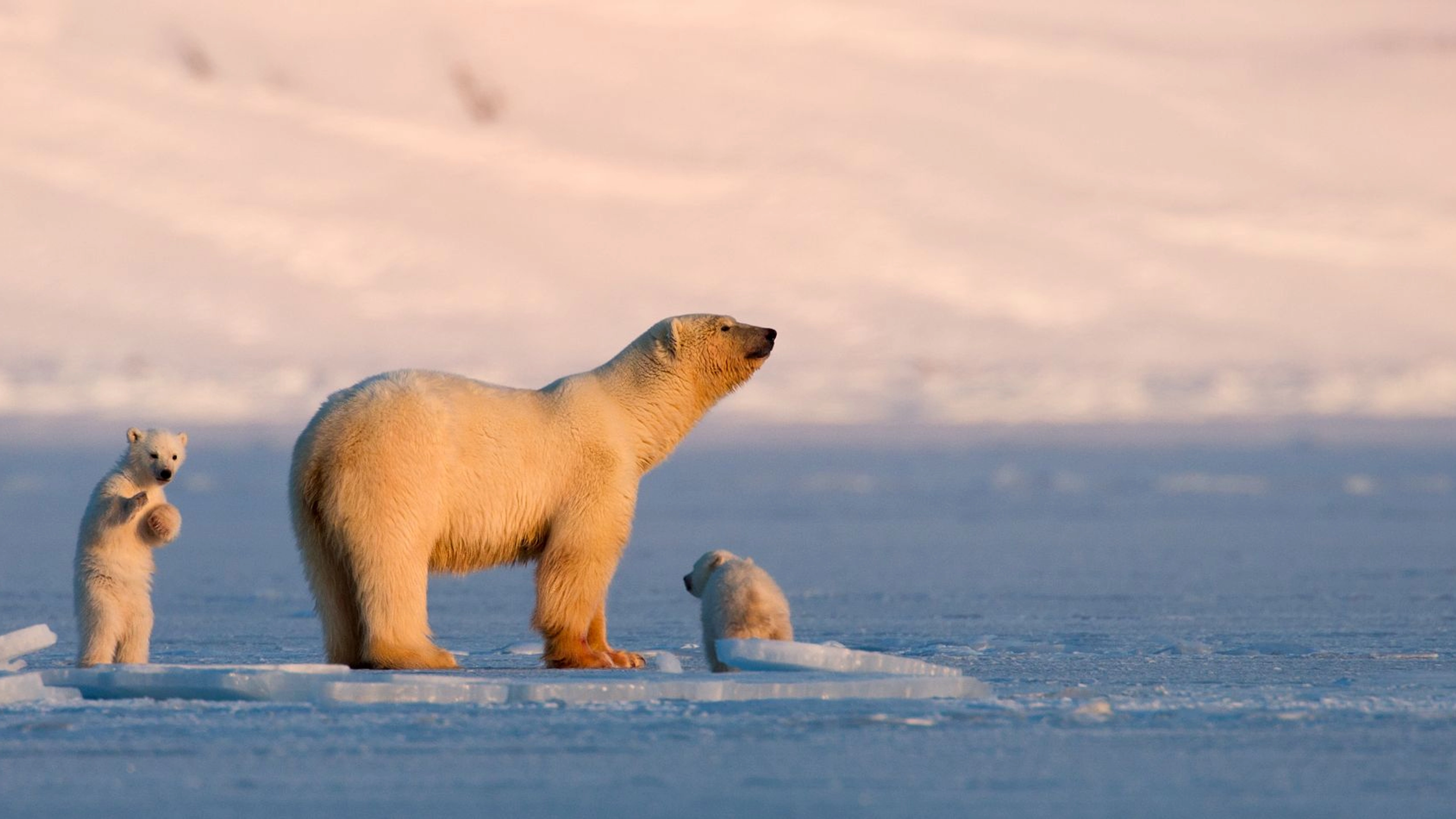 Polar bears in Svalbard - Norway