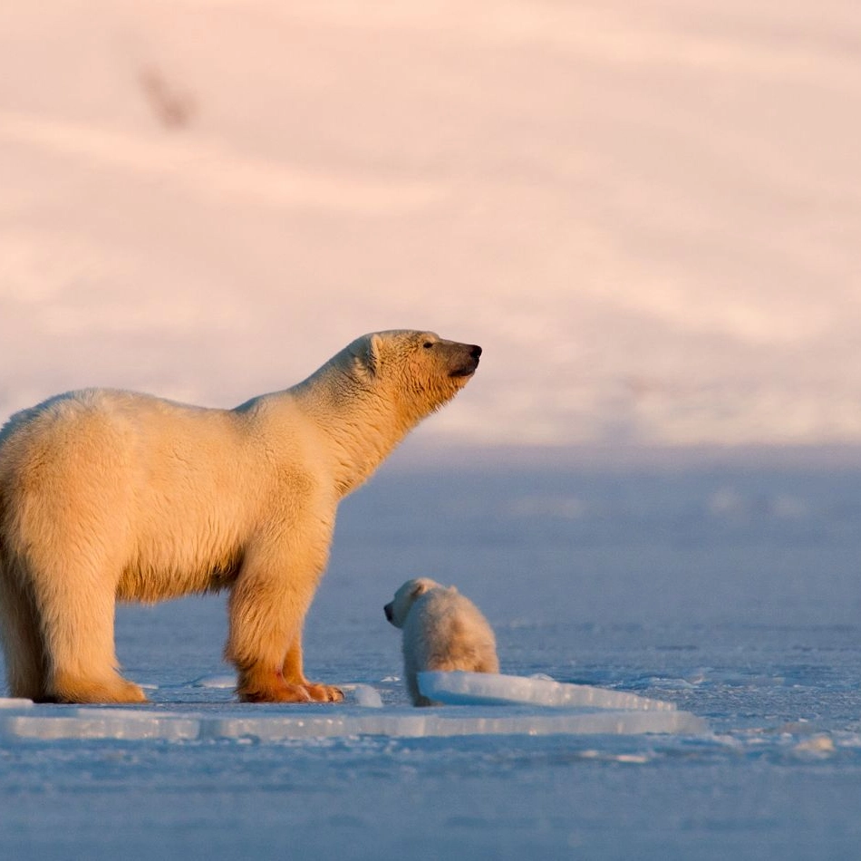 Polar bears in Svalbard - Norway