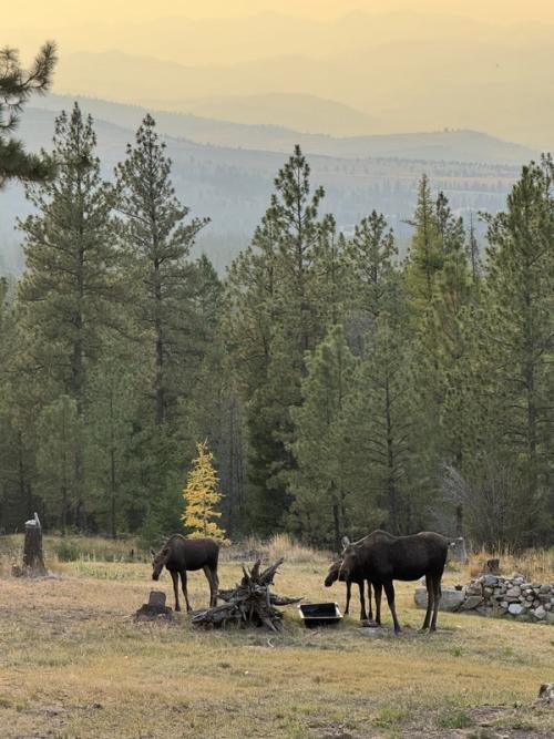 Moose in Autumn Meadow