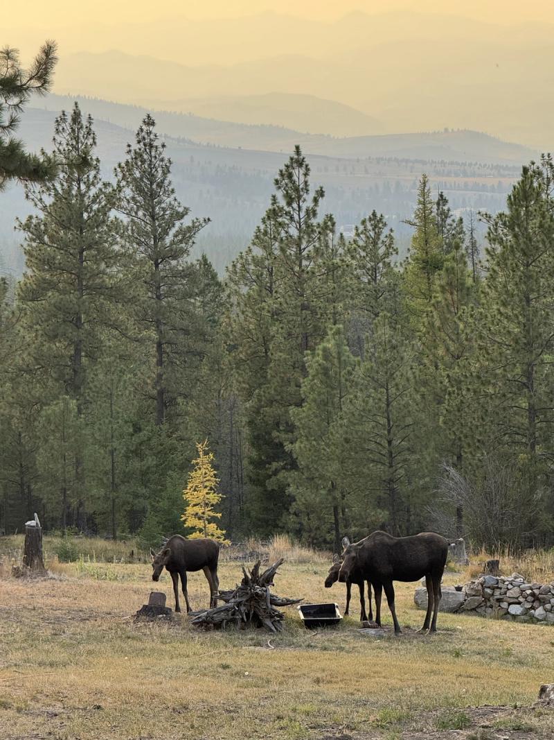 Moose in Autumn Meadow