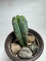 San Pedro Cactus