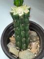 Crested San Pedro Cactus with Normal Offset