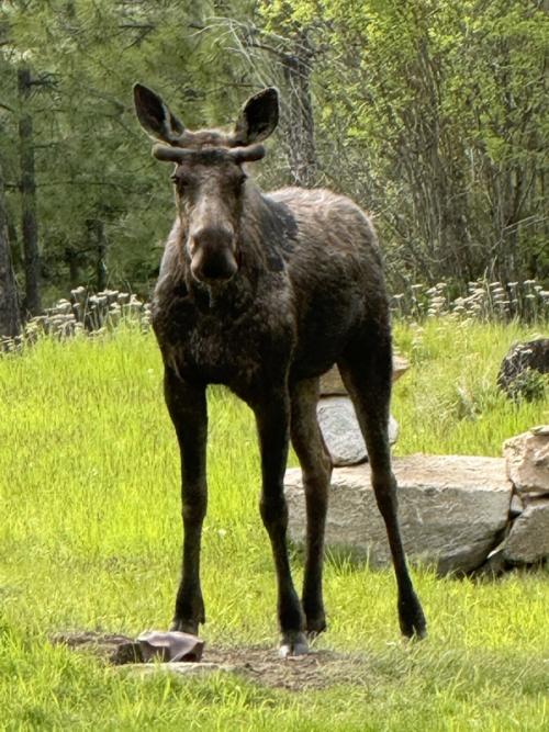 Moose at the Water Trough