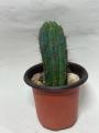 Trichocereus / Echinopsis Columnar Cactus
