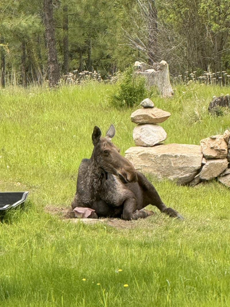 Bull Moose in Velvet