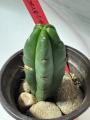 Bridgesii Cactus (SS02 x Eileen Hybrid)