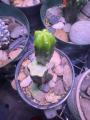 Trichocereus Graft Stack
