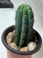 Trichocereus / Echinopsis Columnar Cactus