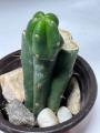 Bridgesii Monstrose Cactus (SS02 x Einsteinii)