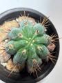 Trichocereus / Echinopsis Columnar Cactus