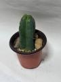 Trichocereus Pachanoi (San Pedro Cactus)