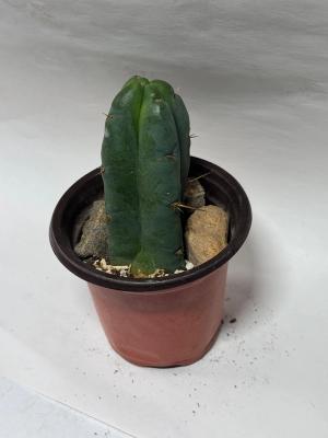Trichocereus Pachanoi (San Pedro Cactus)
