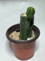 Bridgesii Monstrose Cactus (SS02 x Einsteinii)